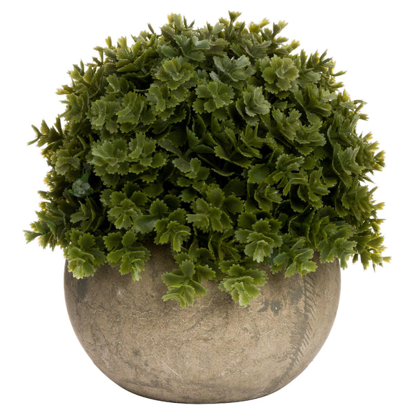 Miniature Hebe In Stone Pot